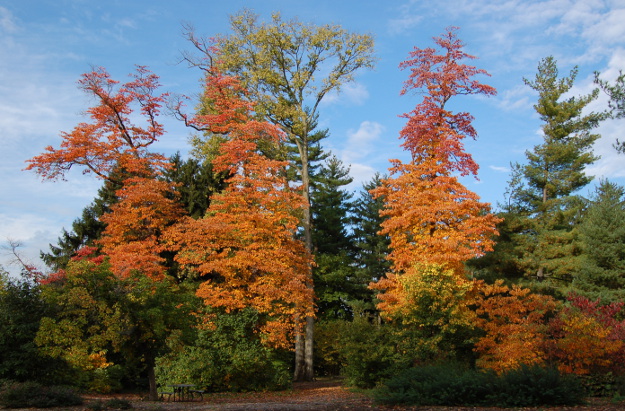 sassafras-tree-spring-grove-2014-102014-002