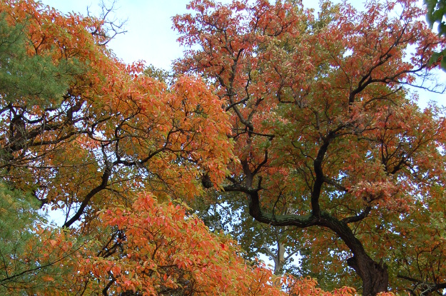 sassafras-tree-sympodial-branching-101614-018