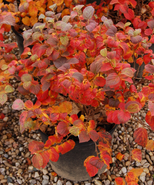 Fothergilla 'Blue Shadow' erupts in fall. You can still see a bit of blue sheen to a few of the leaves.