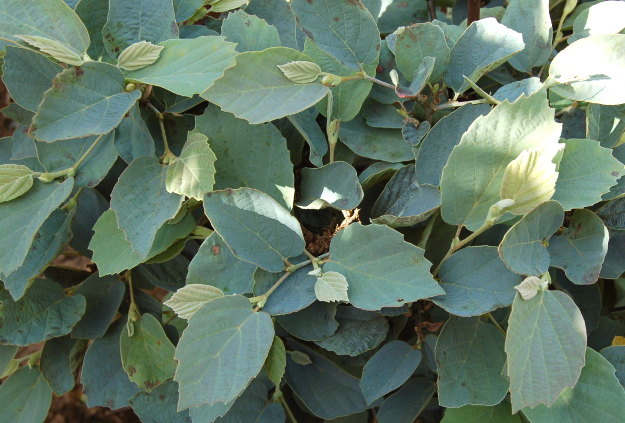 fothergilla-blue-shadow-summer-foliage-070314-106