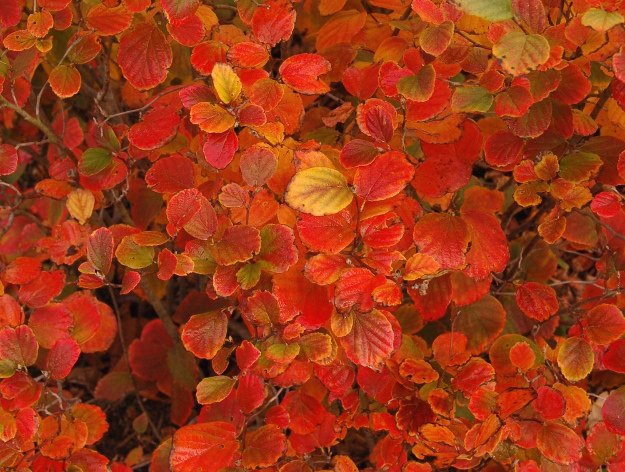 fothergilla-fall-color-red-scorch-103011-132