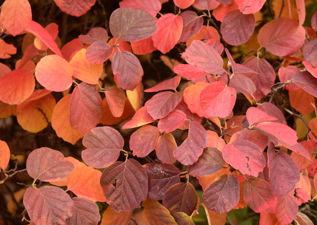 fothergilla-gardenii-fall-color-closeup-100616-342