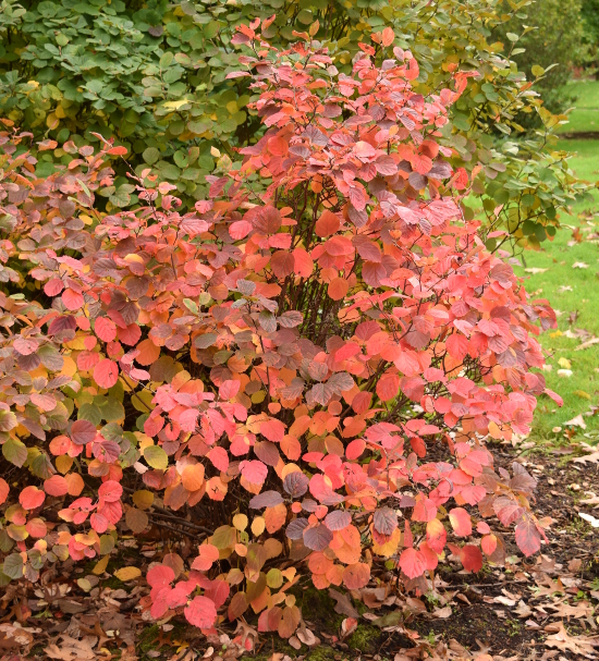 fothergilla-gardenii-fall-color-whole-plant-100616-332