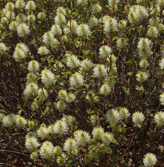 fothergilla-gardenii-flowers-041711-117