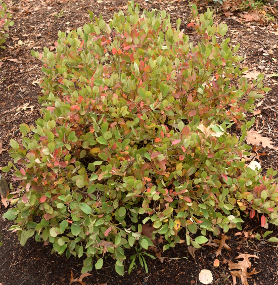 Fothergilla gardenii 'Jane Platt' gets only 2 ft. tall and 2 ft. wide.