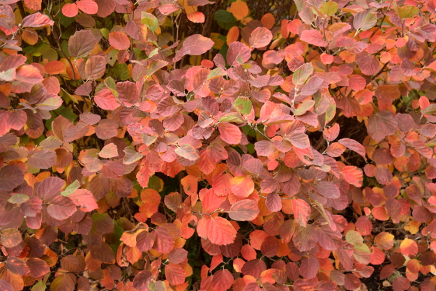 fothergilla-mt-airy-fall-color-hoyt-369