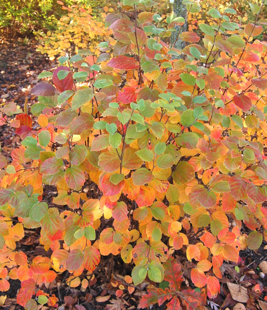 fothergilla-noid-at-mt-airy-arboretum-102311-244