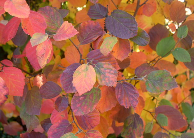 Fothergilla Fiesta | The World's Best Gardening Blog