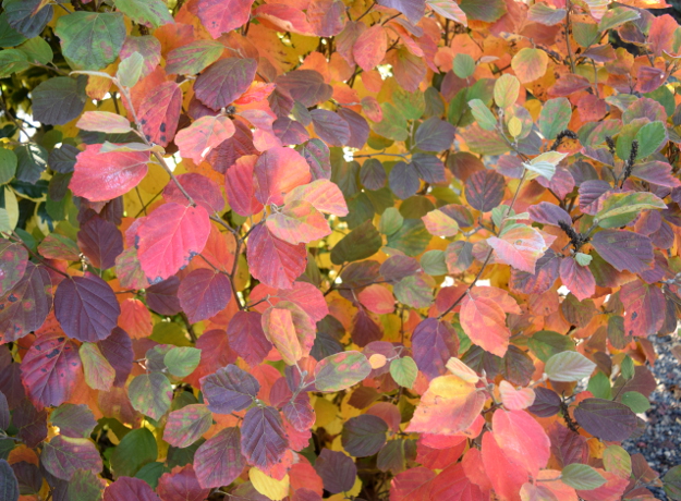 fothergilla-noid-fall-color-rainbow-101016-254