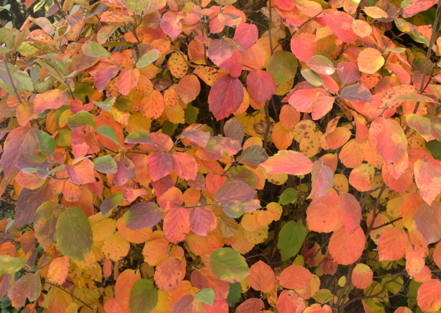 fothergilla-noid-fall-color-wbg-101016-215