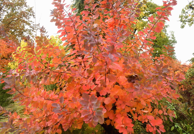 Cotinus 'Grace'