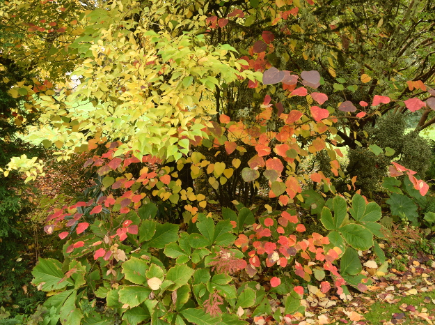 Disanthus cercidifolius looks like a redbud until it turns rainbow colors in fall. The pale yellow-green foliage belongs to Styrax japonicus, the medium green below to Rodgersia.