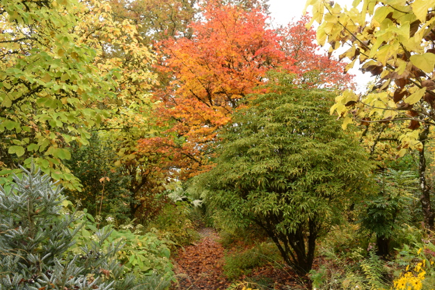 The Gossler Farms Nursery display garden in fall. The beautiful evergreen on the right is wheel tree, Trochodendron aralioides.