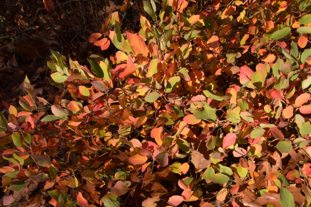 'Jane Platt' fothergilla one week later at Hoyt Arboretum in Portland.