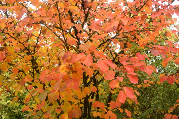 'Diane' witch hazel