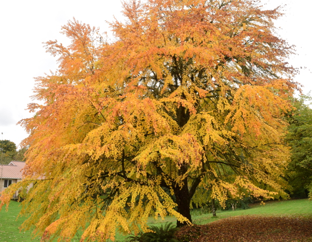 gossler-farms-nursery-katsura-cercidiphyllum-magnificum-414