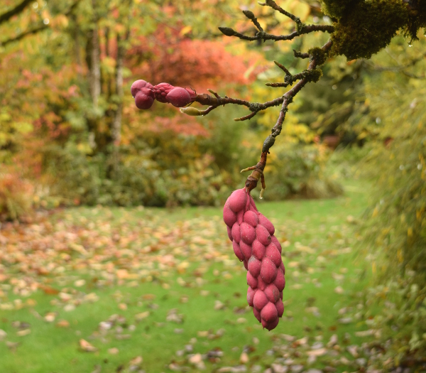 This place must be incredible in spring when the magnolias are in bloom. No magnolias flowering on this trip - though there were some interesting magnolia fruits.