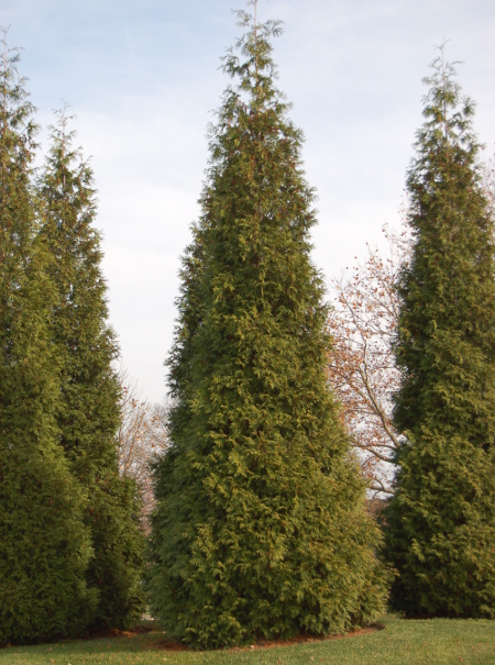 Whipcord Arborvitae The World's Best Gardening Blog