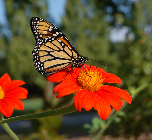 tithonia rotundifolia mexican sunflower monarch
