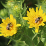 Is Your Pollinator Garden Lacking Pollen?