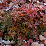Sedum ellacombianum Serves Up Gummi-Bear-Colored Fall Foliage