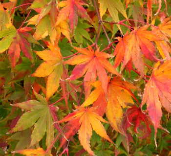 Japanese Maple Colors | The World's Best Gardening Blog