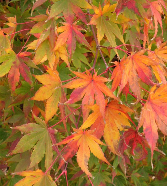 Japanese Maple Colors | The World's Best Gardening Blog