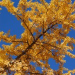 ginkgo biloba yellow in fall