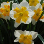 narcissus split cup daffodil