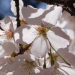 prunus yedoensis yoshino cherry and bloom times