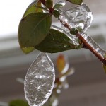 Icy Garden Photos: Leafcicles, Monkey Heads, and Winter Blooms