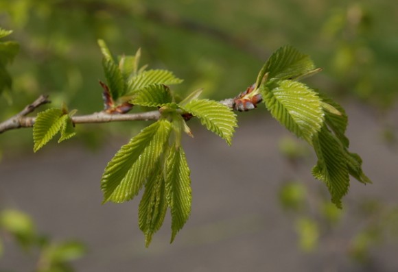 How to use natural lighting to take better garden photos. | The World's ...