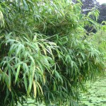 When Does Bamboo Bloom?  The Answer Will Blow Your Mind