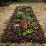 A Bed of Shareable Perennial Plants