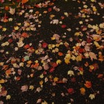 Looking Down Instead of Up:  Autumn Leaves