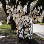 A Wishing Tree Blooms in Portland