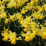 Nine Fantastic Daffodils in Order of Bloom