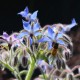Borage as a Butterfly Host Plant