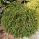 Whipcord Arborvitae: A Cool, Quirky Dwarf Conifer