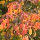 Persian Ironwood (Parrotia persica): Love This Tree or Buyer's Remorse?