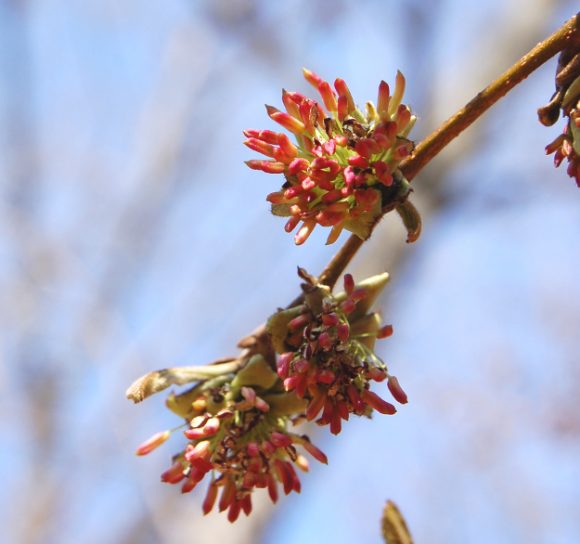 Parrotia persica | The World's Best Gardening Blog