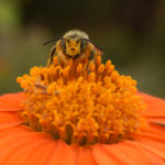 Welcome Stem-Dwelling Bees to Your Garden