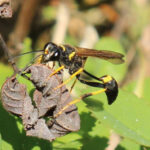 Welcoming Mud Dauber Wasps into the Garden